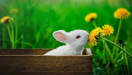 开云体育视频直播-库里：空投的“魔术师”，破解NBA防守密码！，里程碑!库里总得分超魔术师 仓促出手投丢