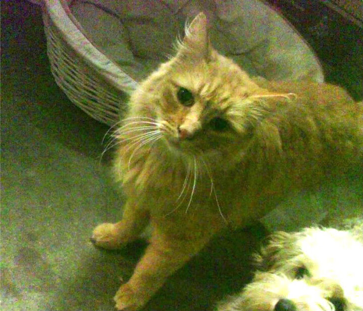 _老鹰快攻犀利，场面精彩纷呈_，老鹰进攻战术