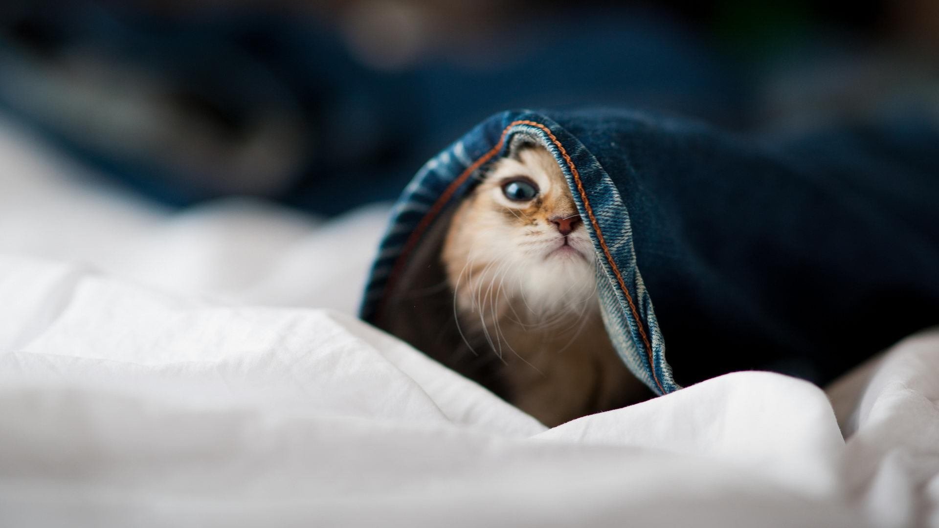 开云入口-_虚拟实境极限攀岩：精准操作突破极限_，真实攀岩游戏