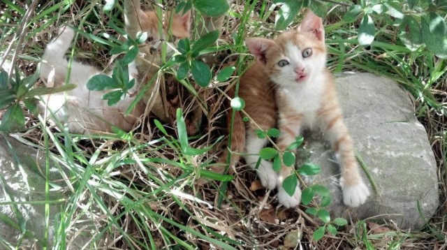 Kaiyun(中国)开云-“意甲明星闪耀，争夺积分榜领先优势”，2021意甲球星