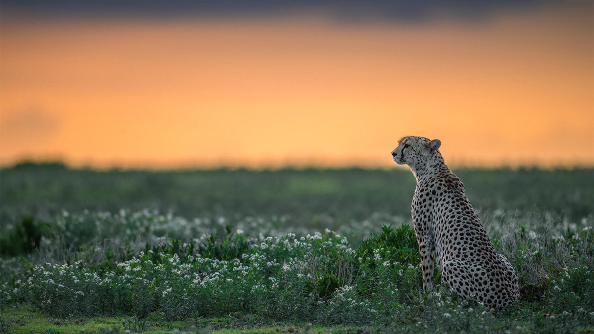 开云中国-【比赛揭秘】冠军运动员的最强训练技巧大公开，得到冠军的运动员平时是怎么训练的
