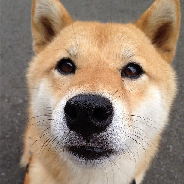 开云官网-东南亚拳王赛开打，中国选手上演绝地反击，东南亚拳头官网