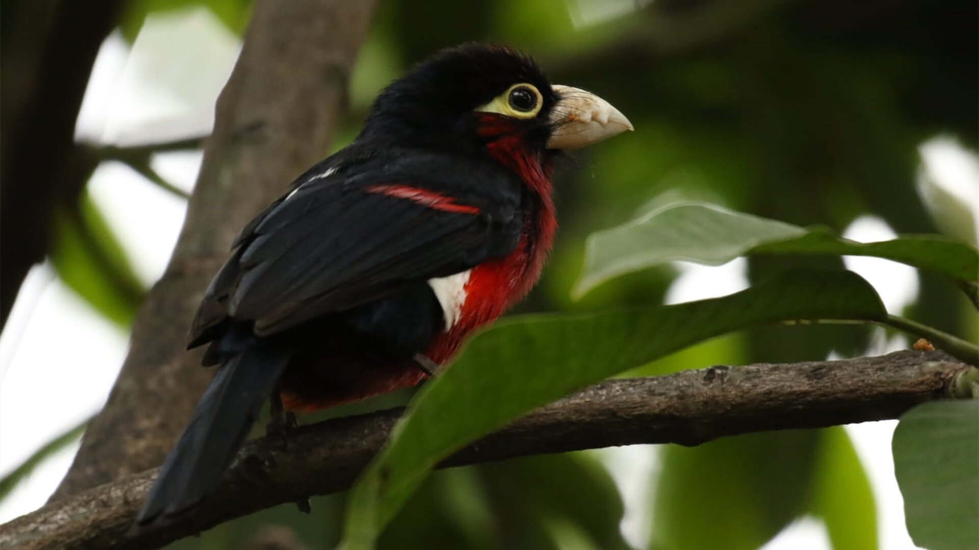 史上最年轻的欧冠冠军，未来之星崭露头角，欧冠历史最年轻出场球员