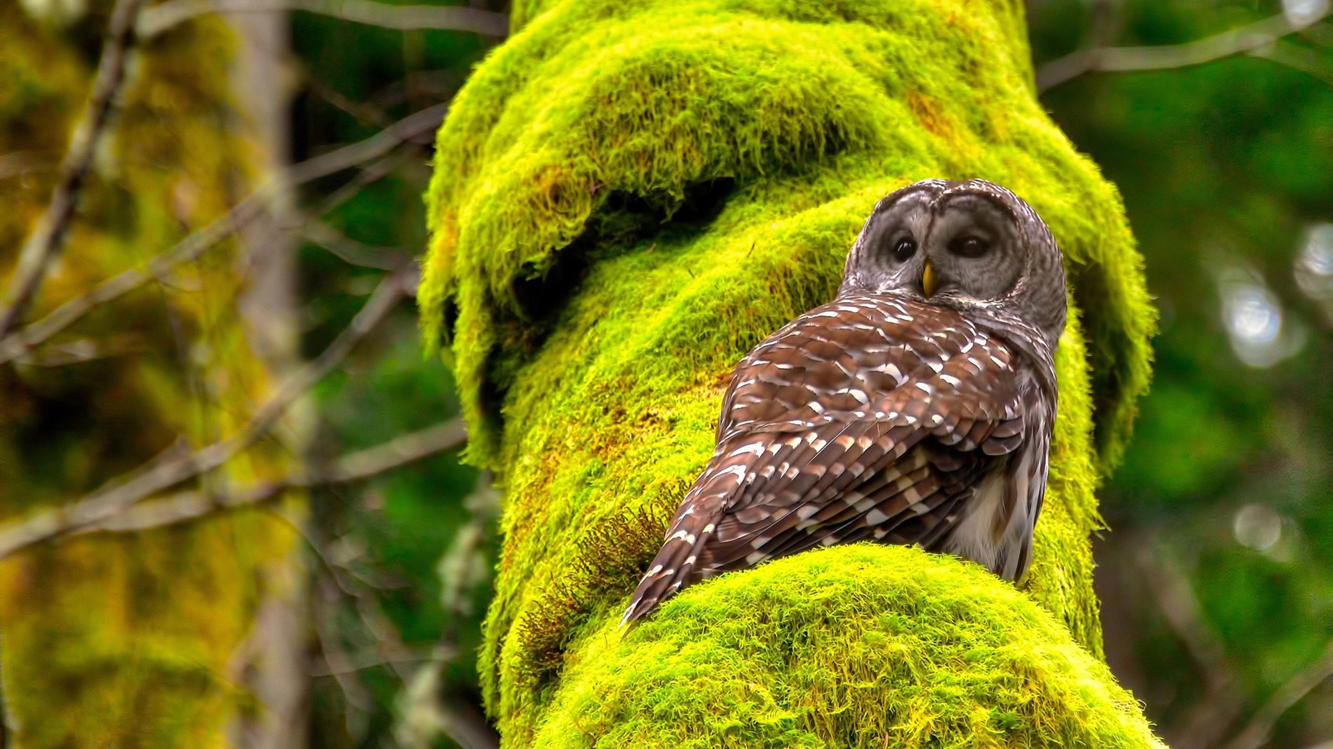 kaiyun中国官方网站-巴西男足主帅：未能晋级是“巨大的失望”，巴西 男足