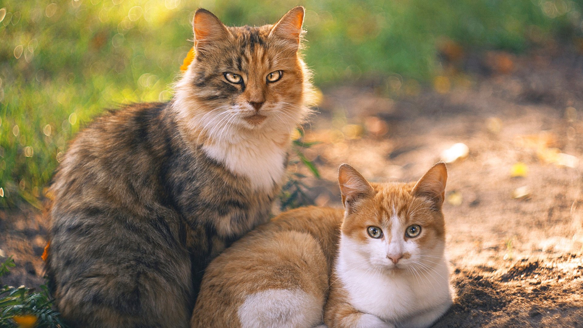 弗赖堡迎来历史性突破，欧战梦想再进一步，弗赖堡主场叫什么