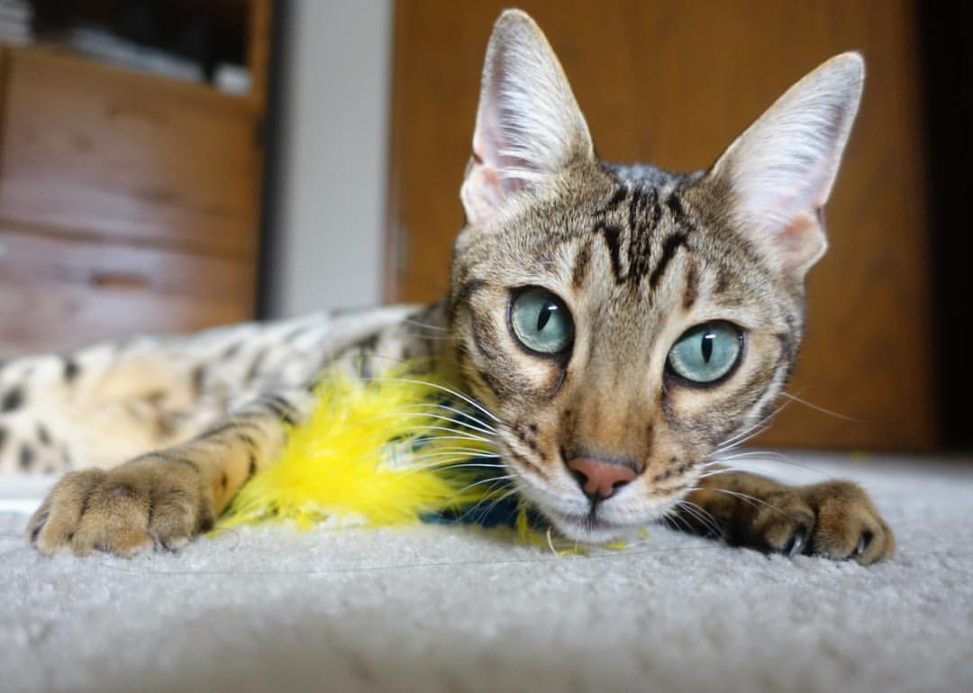 德国女子柔道选手米里亚姆·布特克雷特获得70公斤级银牌,法国柔道冠军泰德 里内