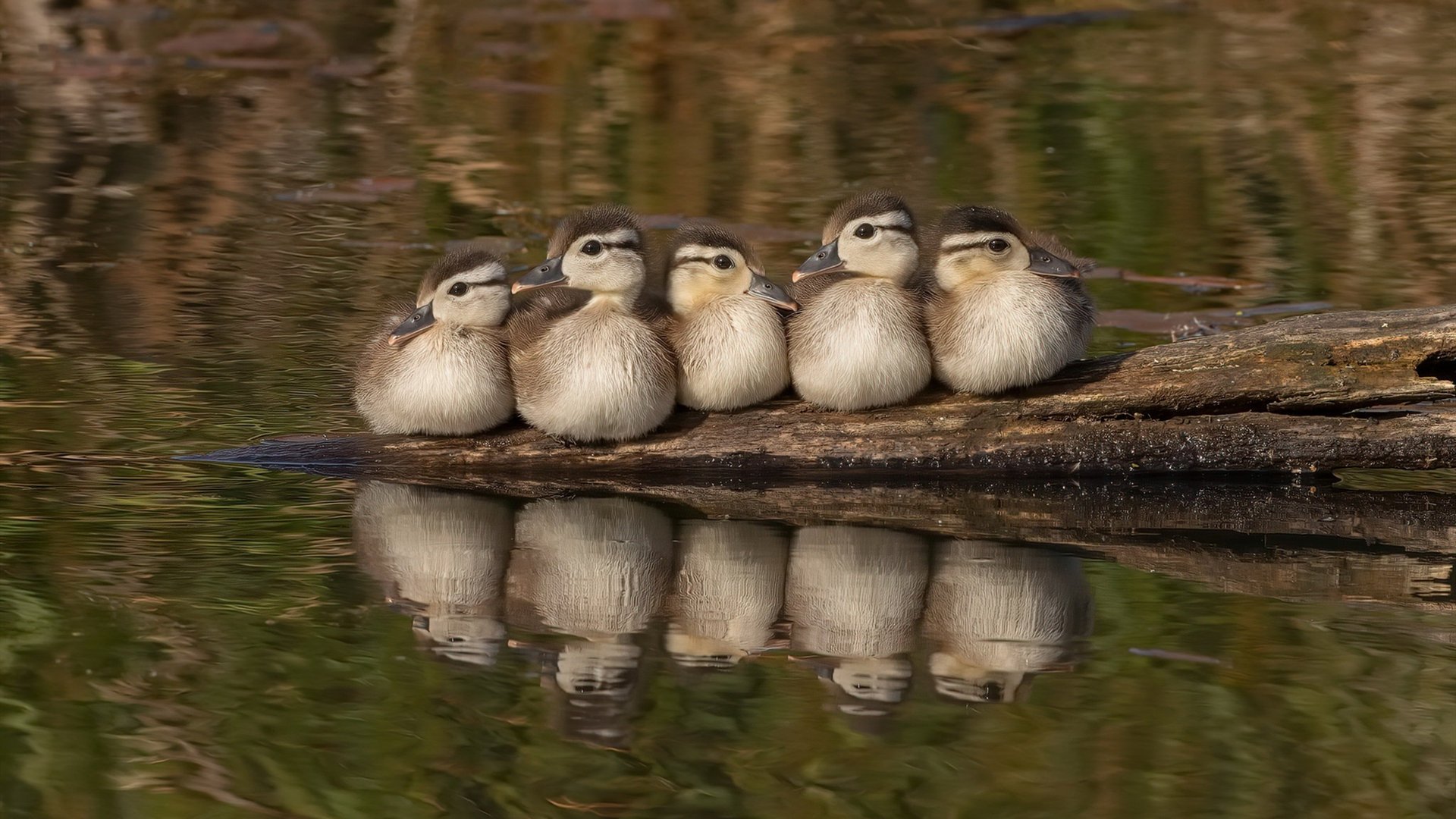 kaiyun官方网站-童话故事：弱旅逆袭欧冠冠军的奇迹，欧冠无弱旅