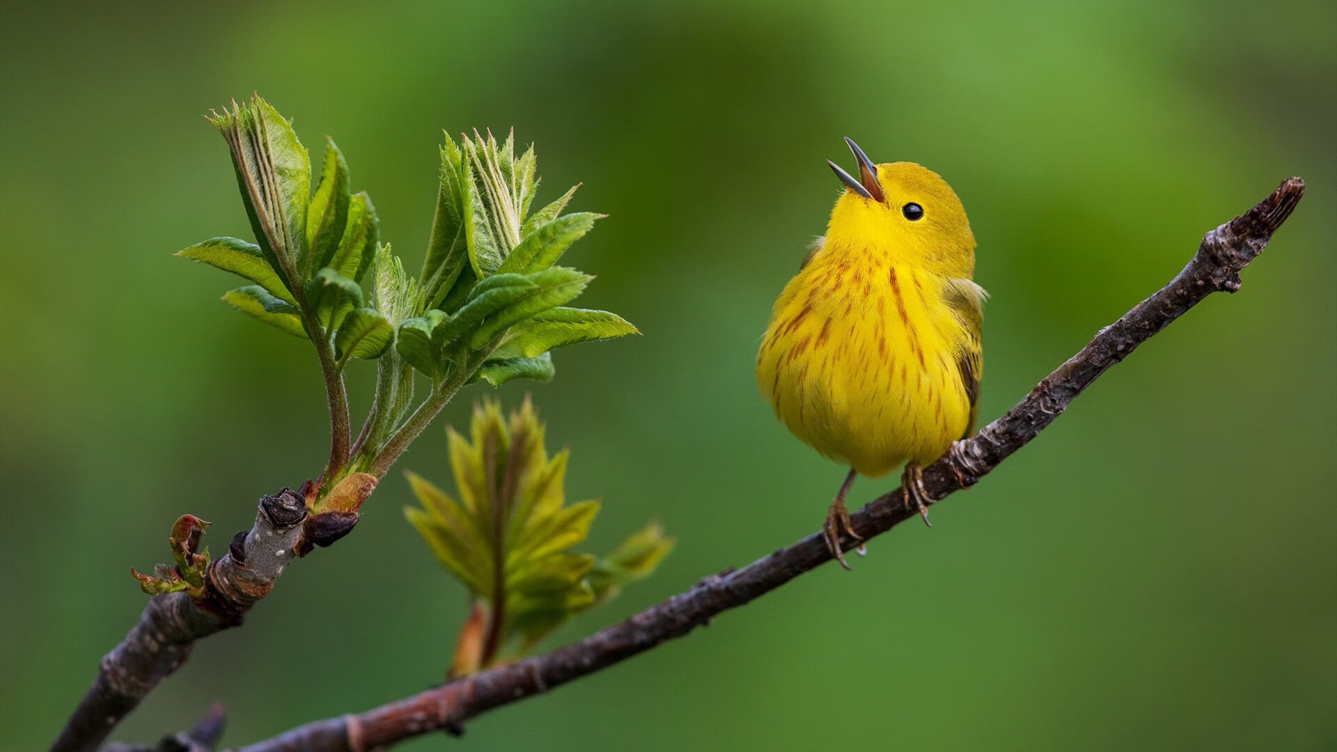 LCK赛事转播质量提升，英雄联盟lck转会