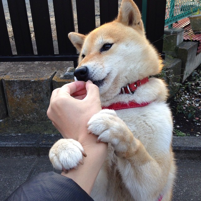 卡利亚里主场战胜豪门，展现巨大潜力，卡利亚里主力阵容