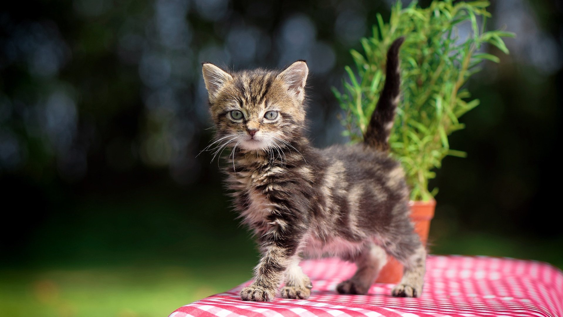 kaiyun.com-卡拉格入选足球名人堂，传奇生涯再次受肯定，卡拉格曼联