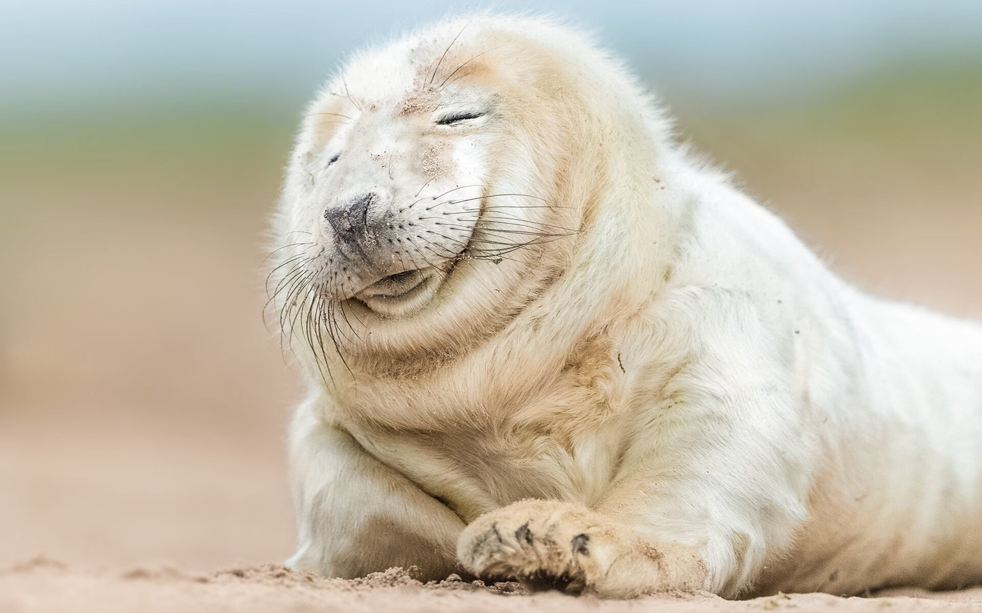 尼斯客场大胜，圣埃蒂安连遭失败，圣埃蒂安对尼斯预测
