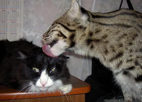 意大利豪强力克对手,赢得胜利领跑,意大利豪情红葡萄酒价格