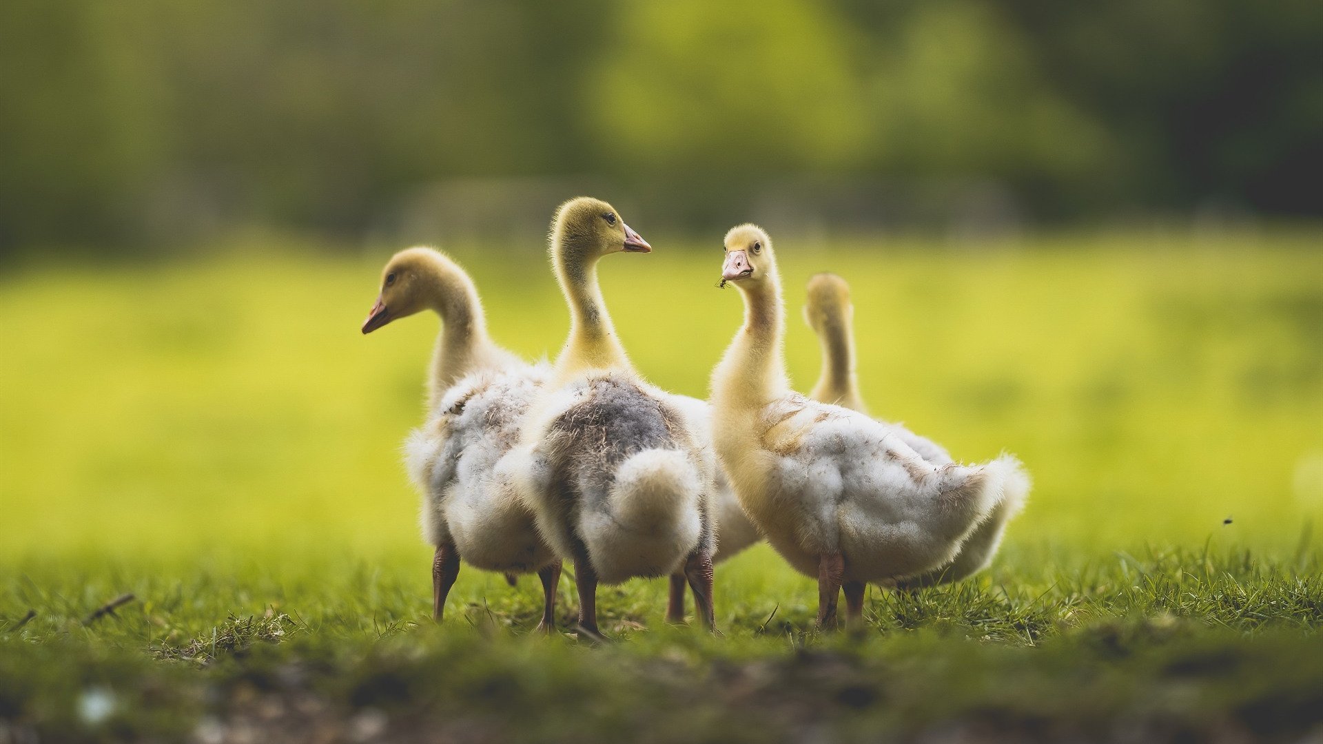 比赛中球队展现出团结互助的精神,球队团结的话