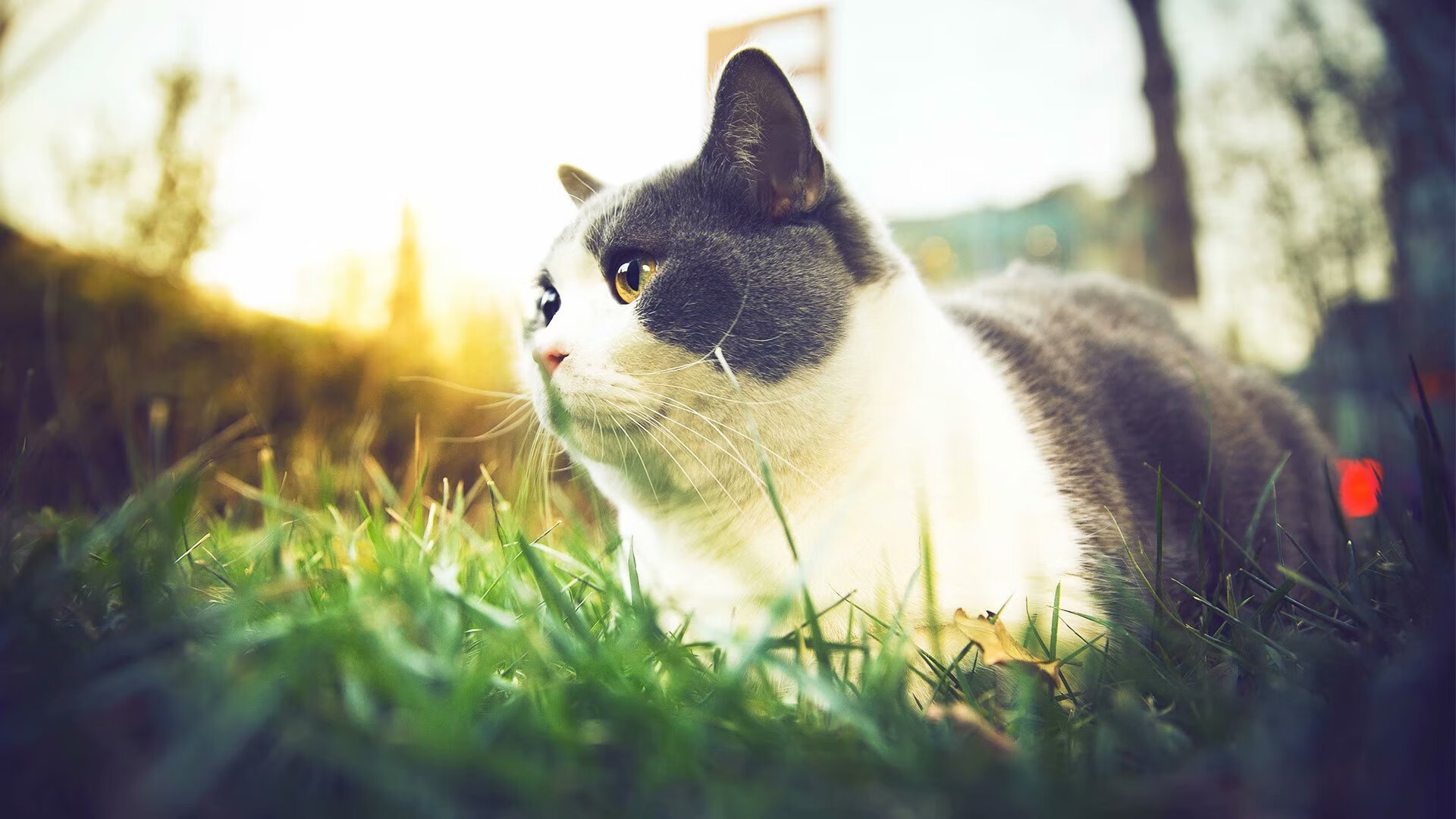 热门球队展现出色状态,卫冕之路开启!,足球卫冕冠军魔咒