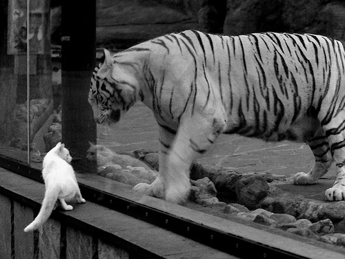 王牌队关键比赛连胜，王牌队关键比赛连胜是哪一集