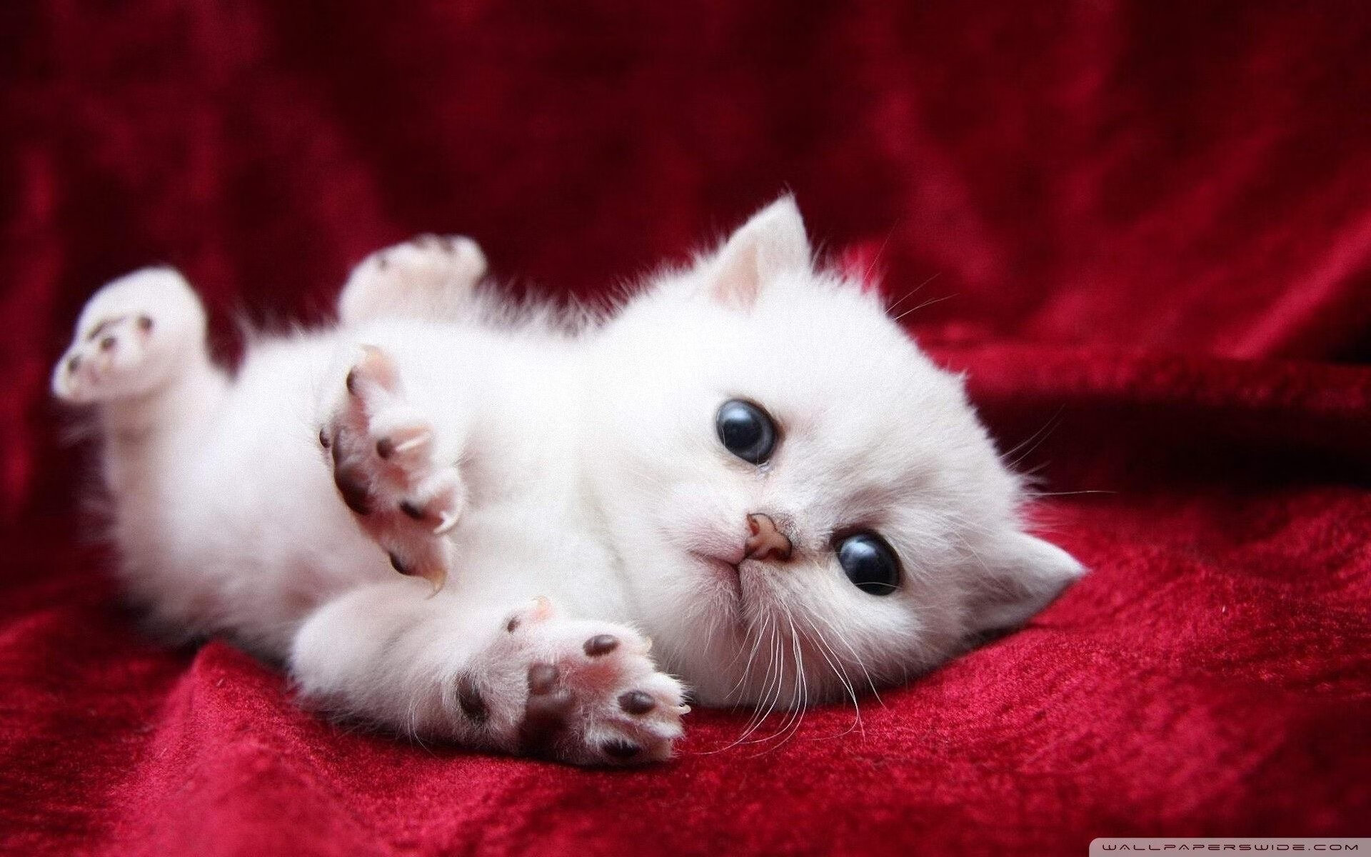 电竞职业选手合同谈判中的法律风险及应对措施，电竞行业合同纠纷