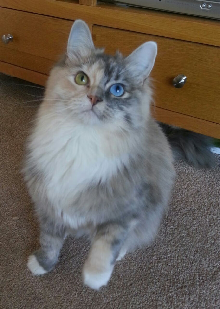 Kaiyun官方登录入口-韩国队派出全主力阵容，力争突破中国垄断，韩国队球员名单