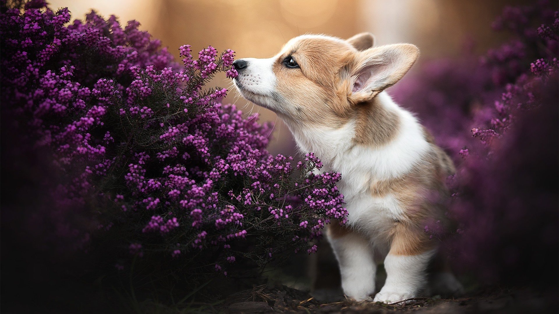 中国足球比赛录像片段标注规则制定分析,中国足球比赛录像app