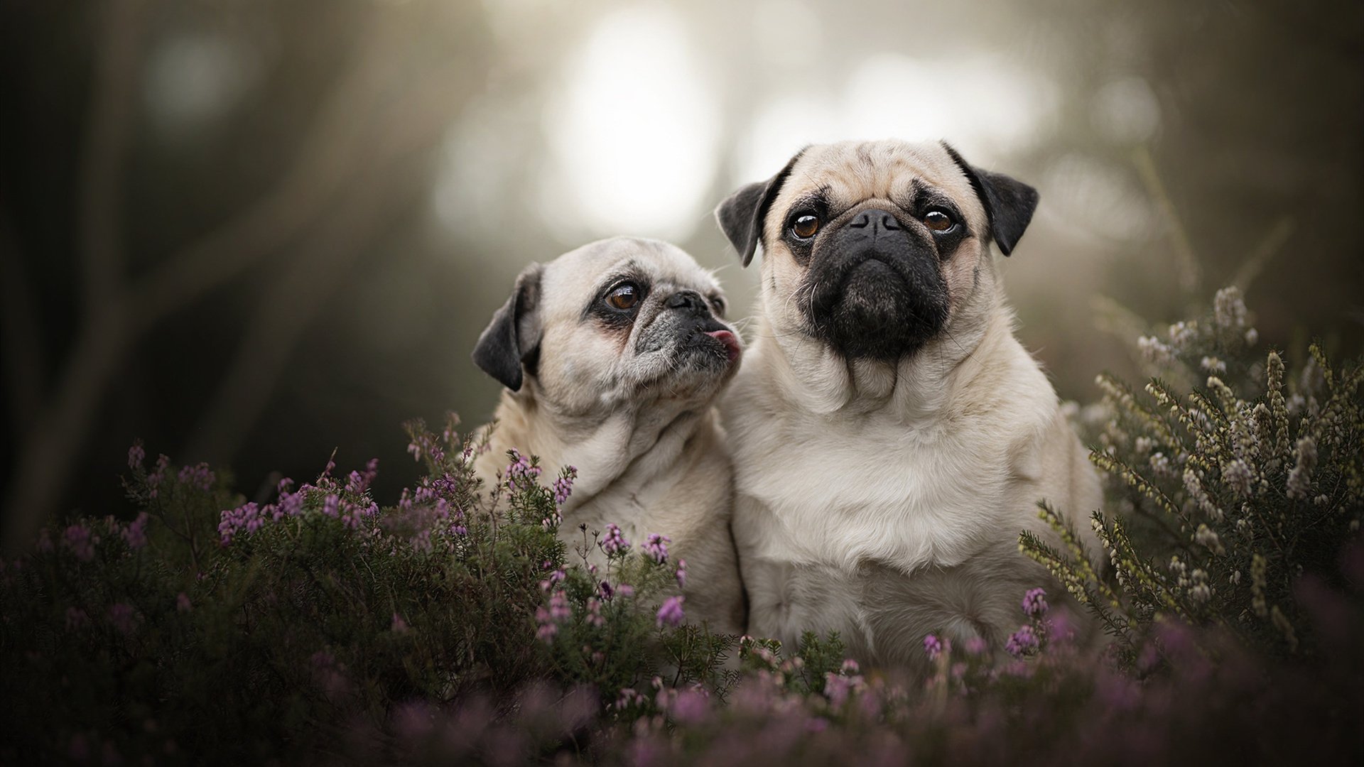 中国男篮继续推进全场联防体系，中国男篮全国联赛