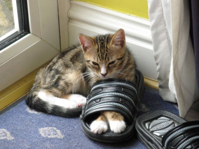 青少年足球家长干预问题普遍，对青少年足球训练的几点心得体会