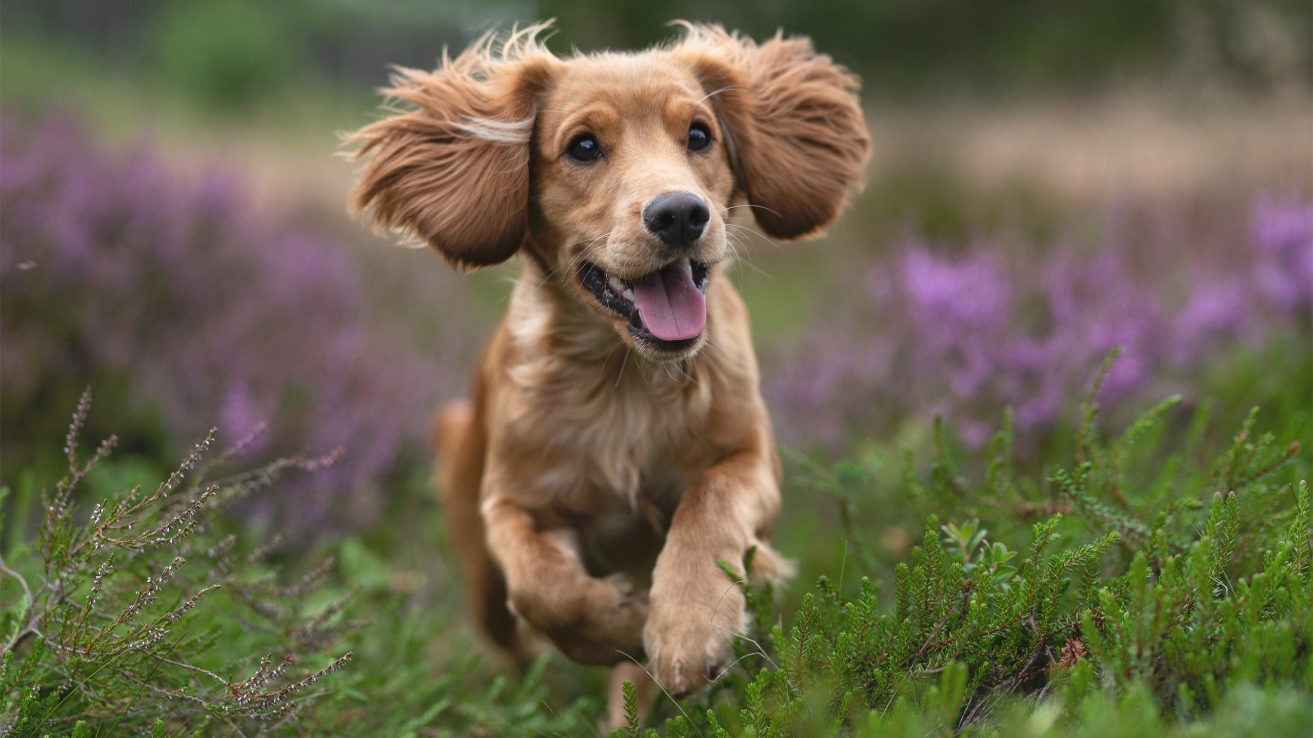 骑士教练安排战术讨论鼓励年轻球员参与，骑士队的教练是谁